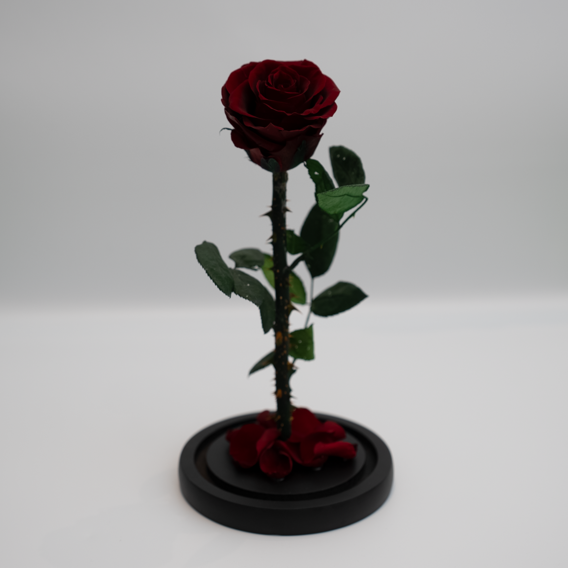 The Little Prince – Roses for Goddess